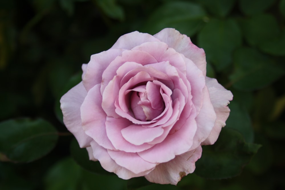 pink rose in bloom during daytime