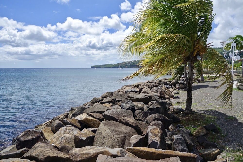 palm tree near body of water during daytime