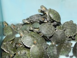 A large group of small turtles is gathered closely together in a shallow, light blue container. The turtles have dark green shells with intricate patterns, and their heads are visible, some featuring red or orange markings near the eyes.