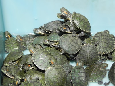 A large group of small turtles is gathered closely together in a shallow, light blue container. The turtles have dark green shells with intricate patterns, and their heads are visible, some featuring red or orange markings near the eyes.