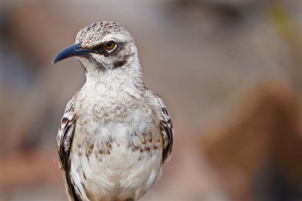 white and brown bird in close up photography