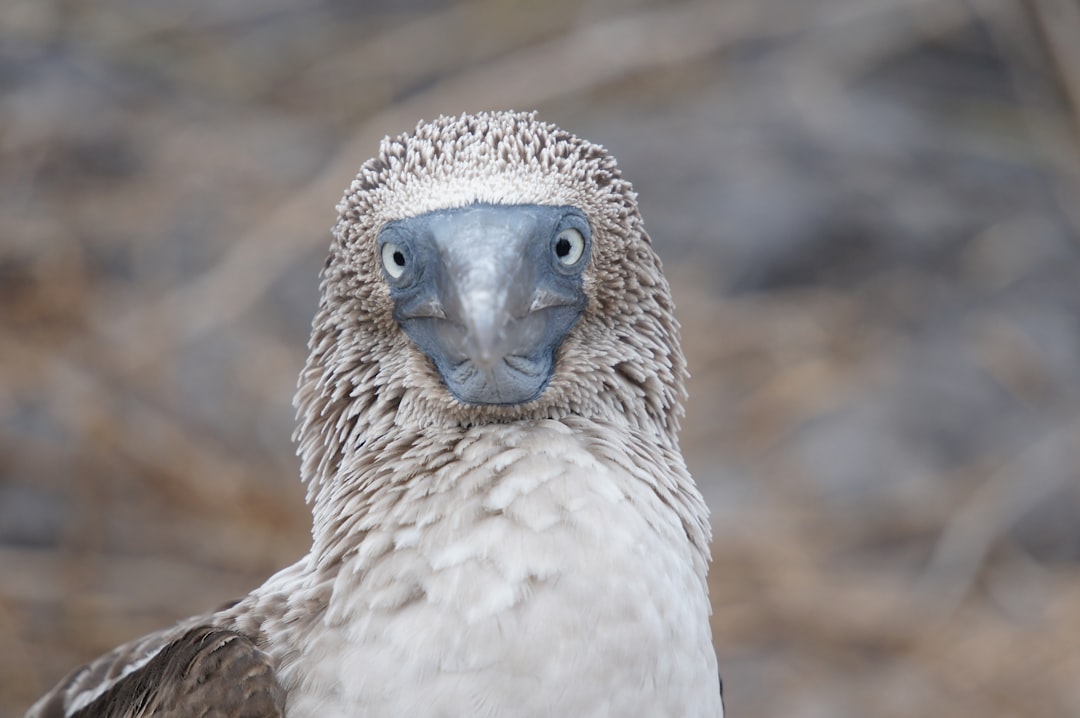 Wildlife photo spot Galapagos Islands Santa Cruz Island