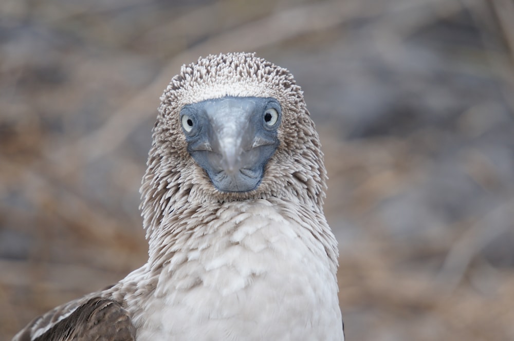 white and brown bird in close up photography