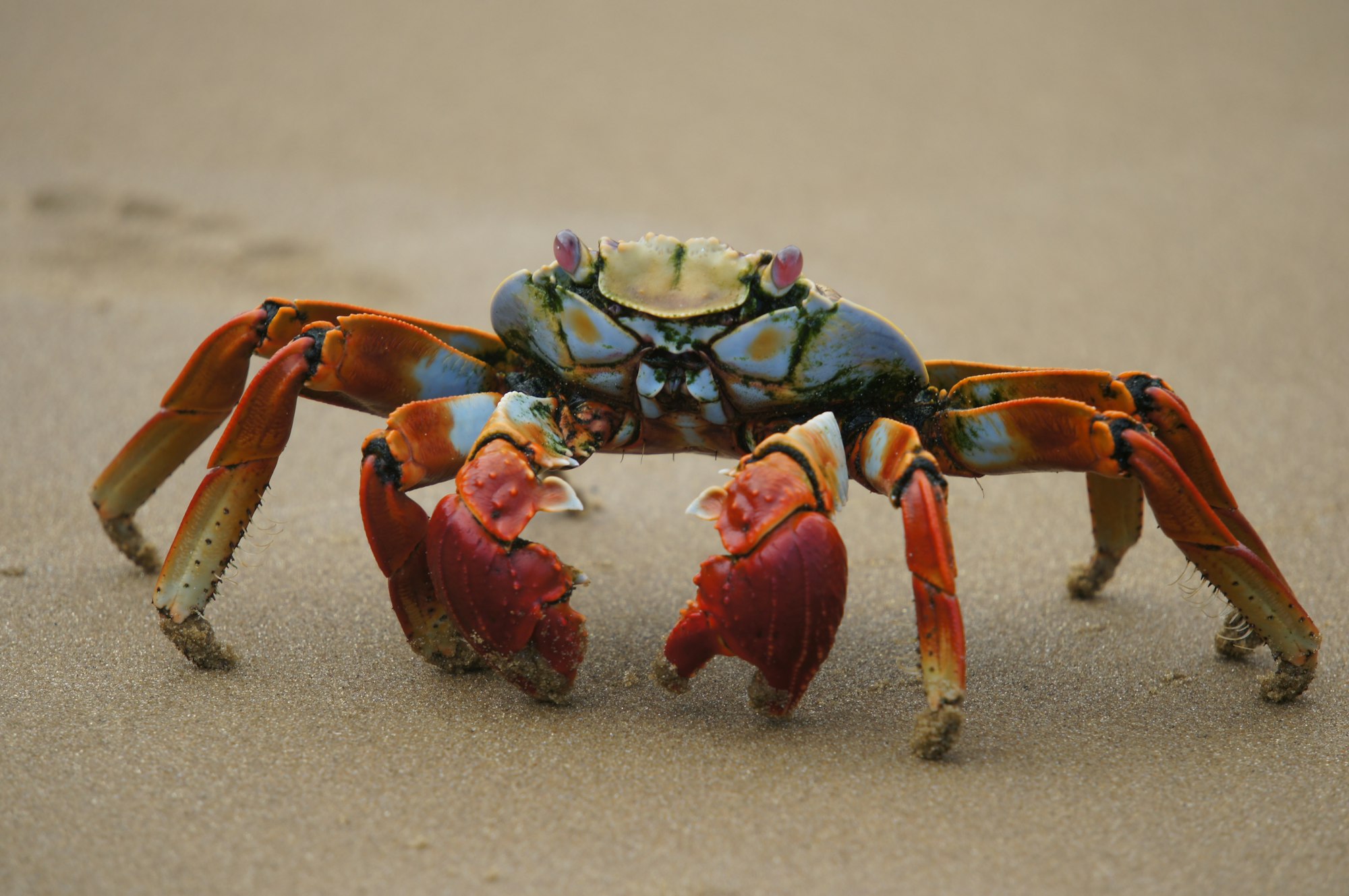 Ocean crab walking across the sand in the Galapagos Islands.
#crab #ocean #beach #galapagos.