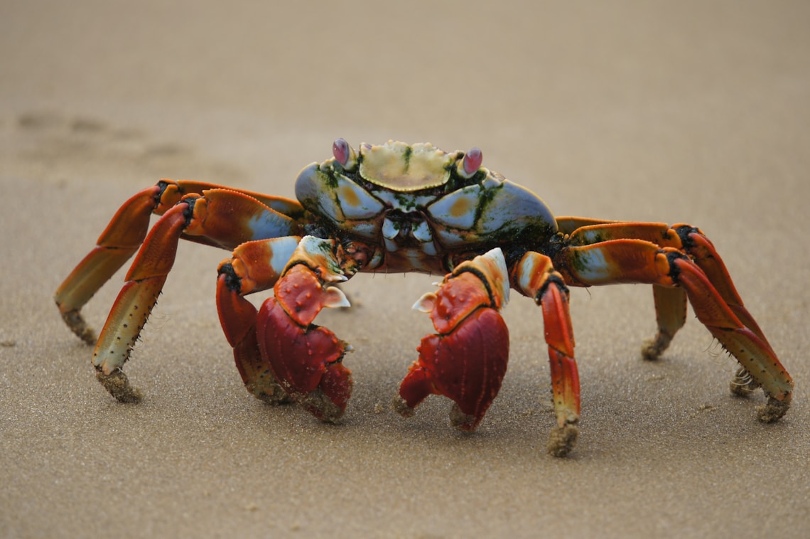 red and black crab on sand