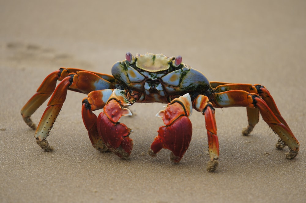 crabe rouge et noir sur sable