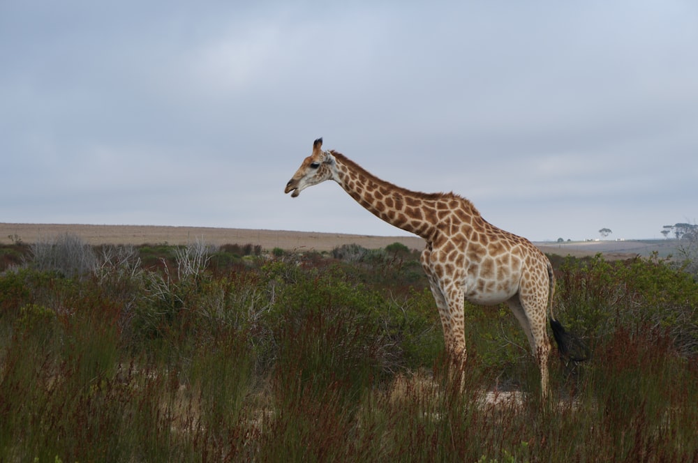 brown and black giraffe on green grass field during daytime