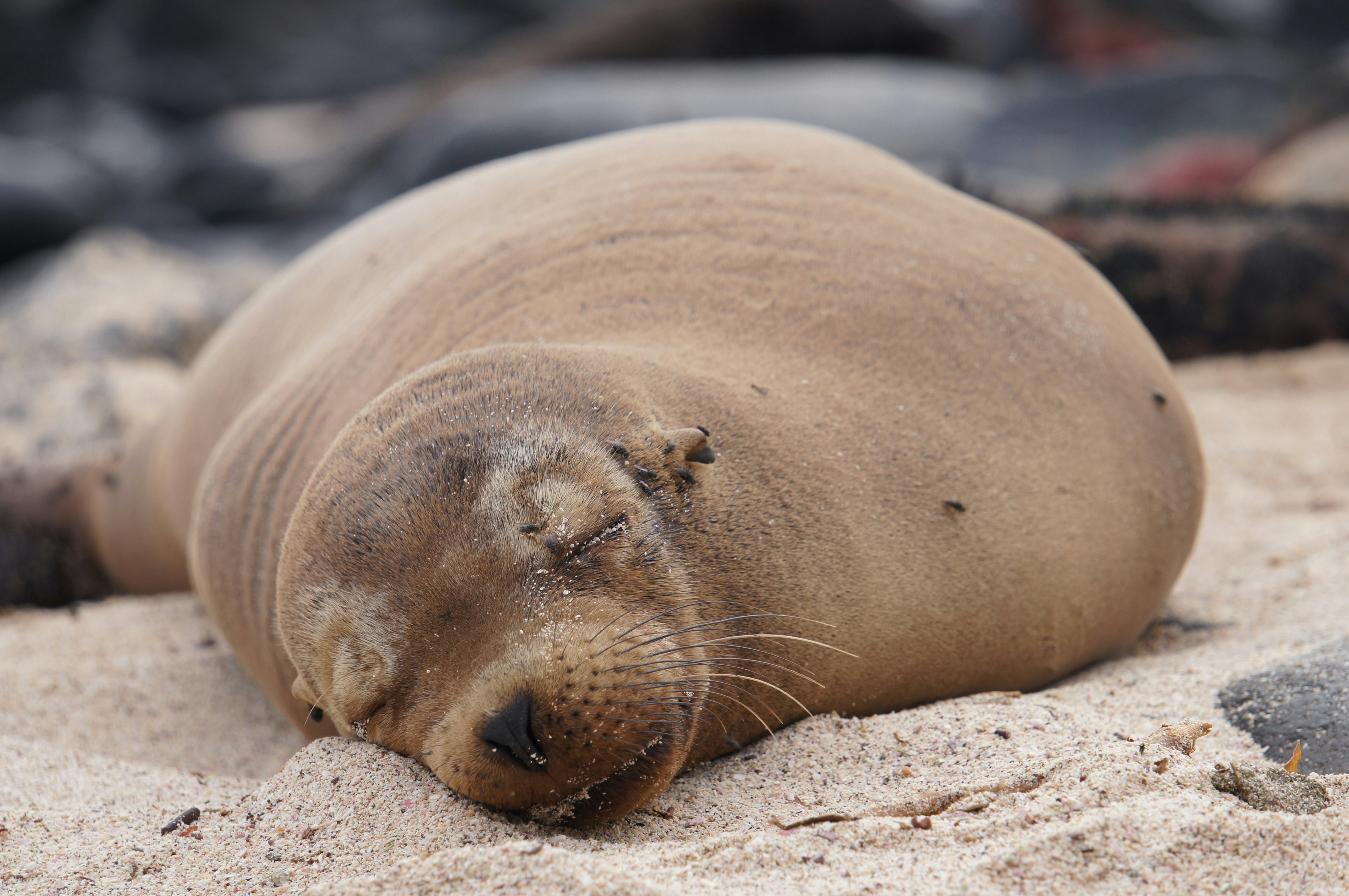 Seal lying on brown sand during daytime photo  free animal image on