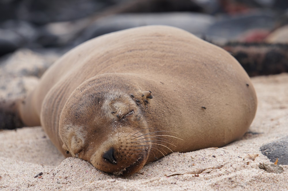 seal lying on brown sand during daytime