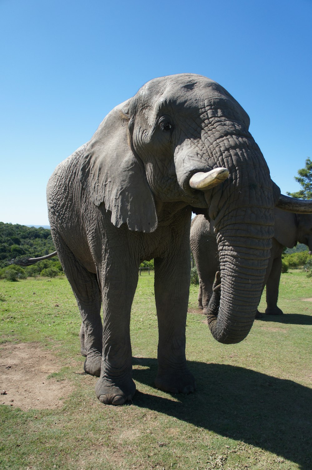 elefante cinzento no campo verde da grama durante o dia
