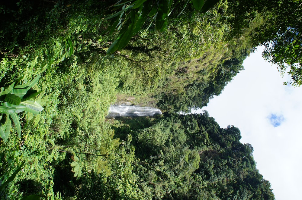緑の木々の真ん中にある滝
