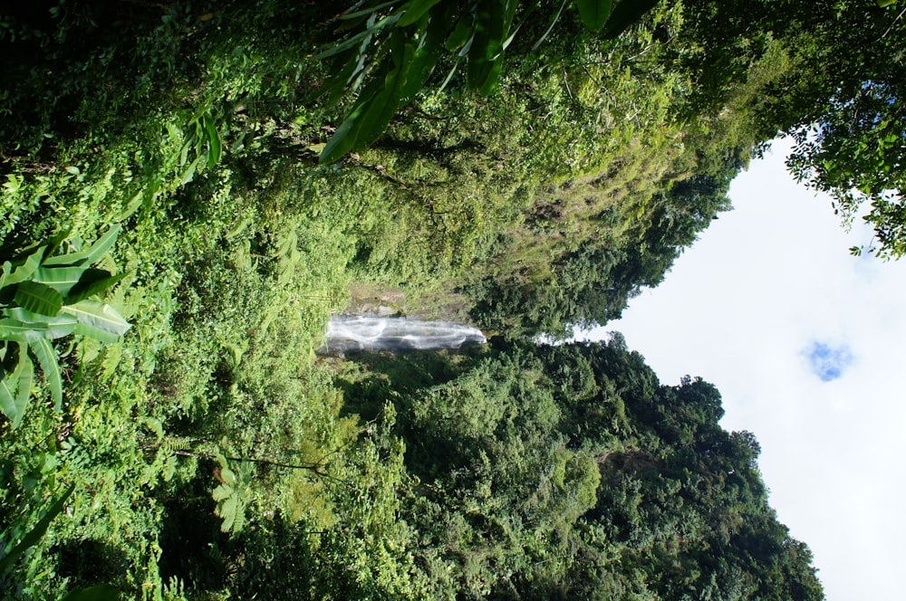 waterfalls in the middle of green trees