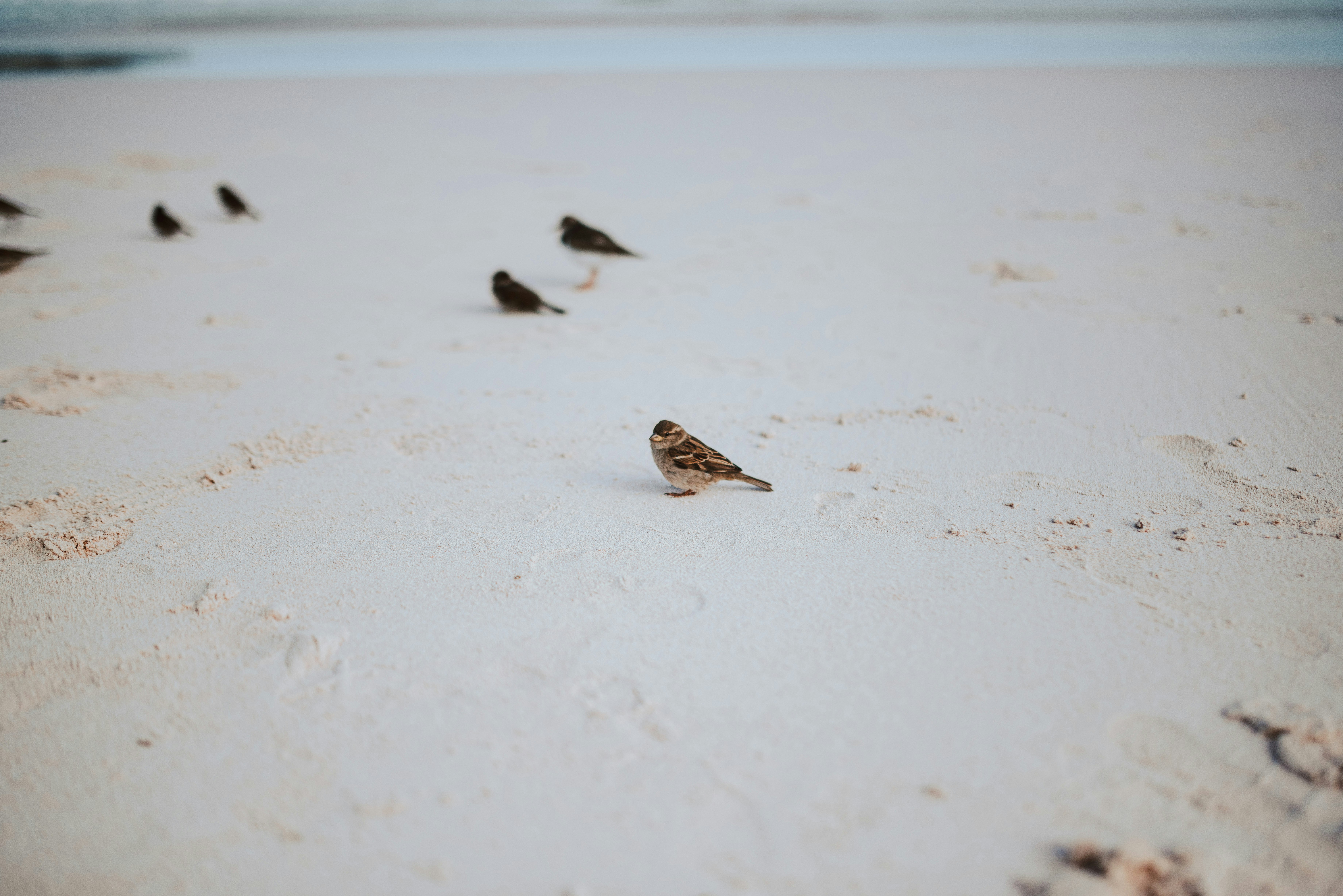 brown and white bird on white sand during daytime