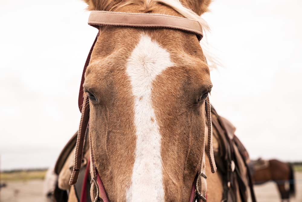 brown and white horse with brown leather strap