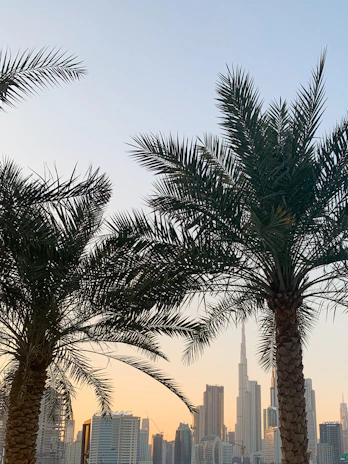 Modern Miami skyline at sunset with luxury condos and palm trees.
