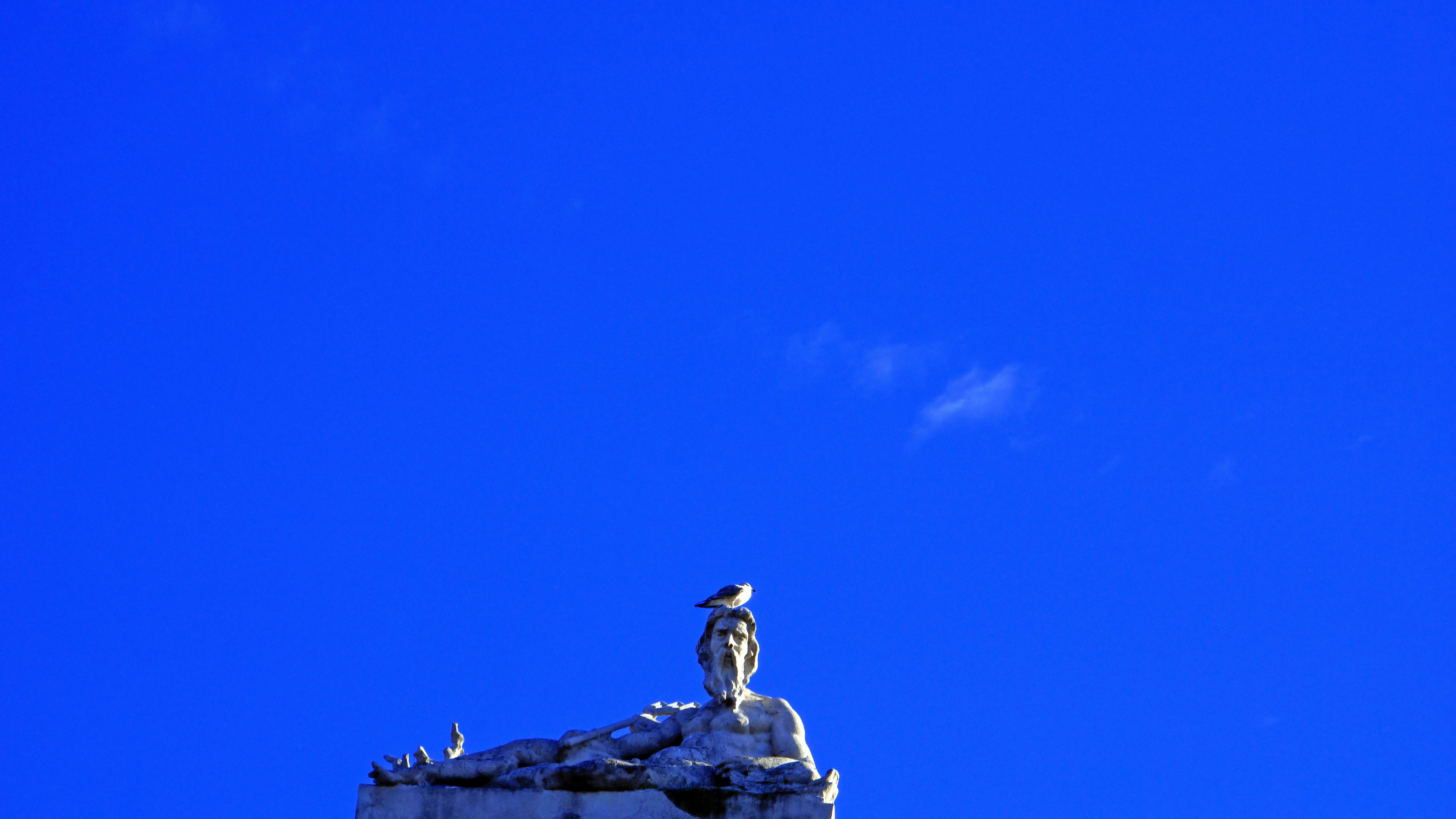 white and black bird on gray rock under blue sky during daytime