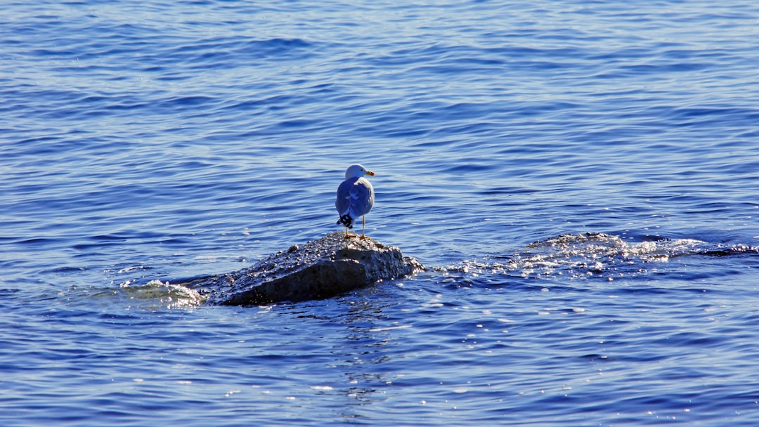 blue and yellow bird on rock in the middle of water