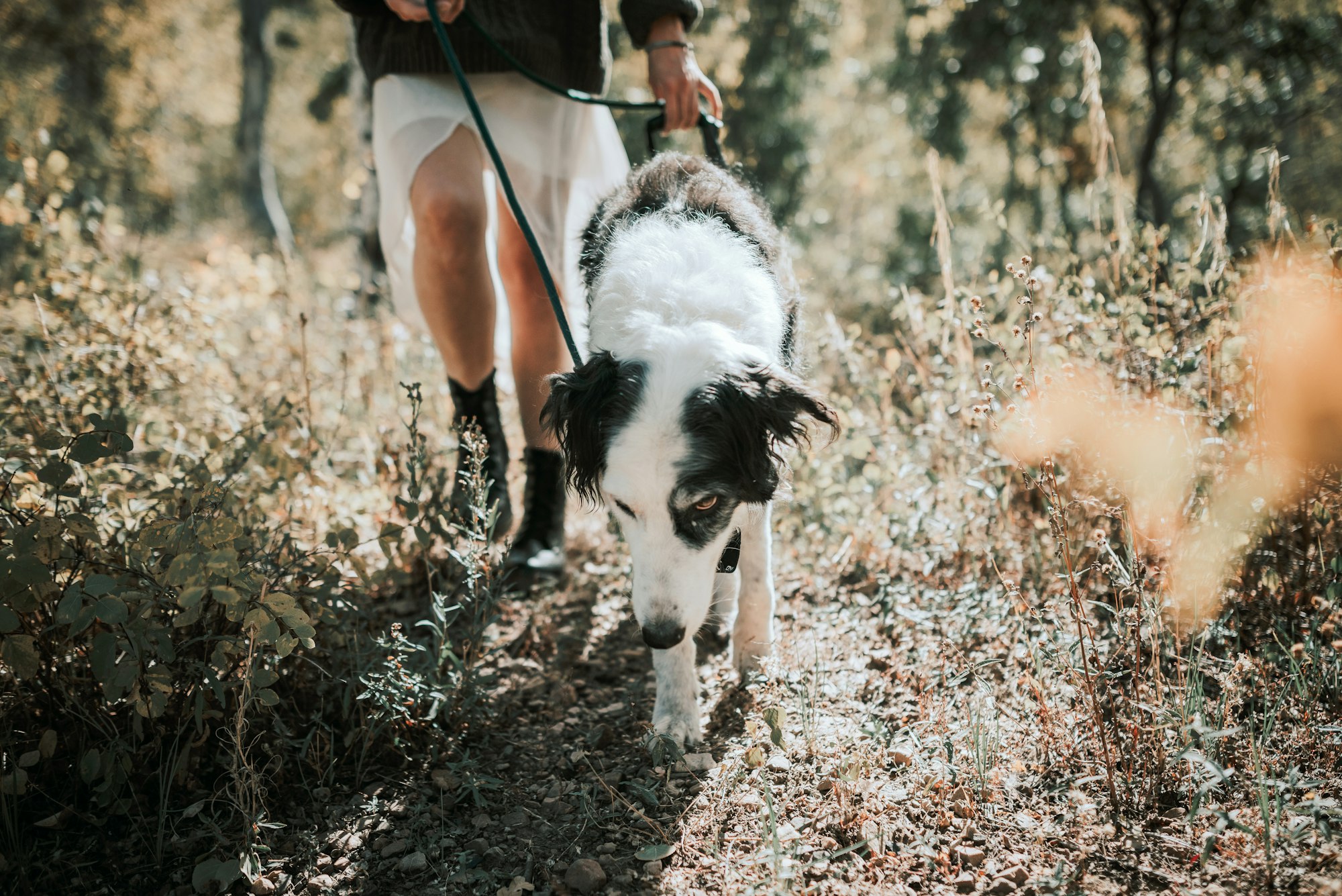 dog on a hike