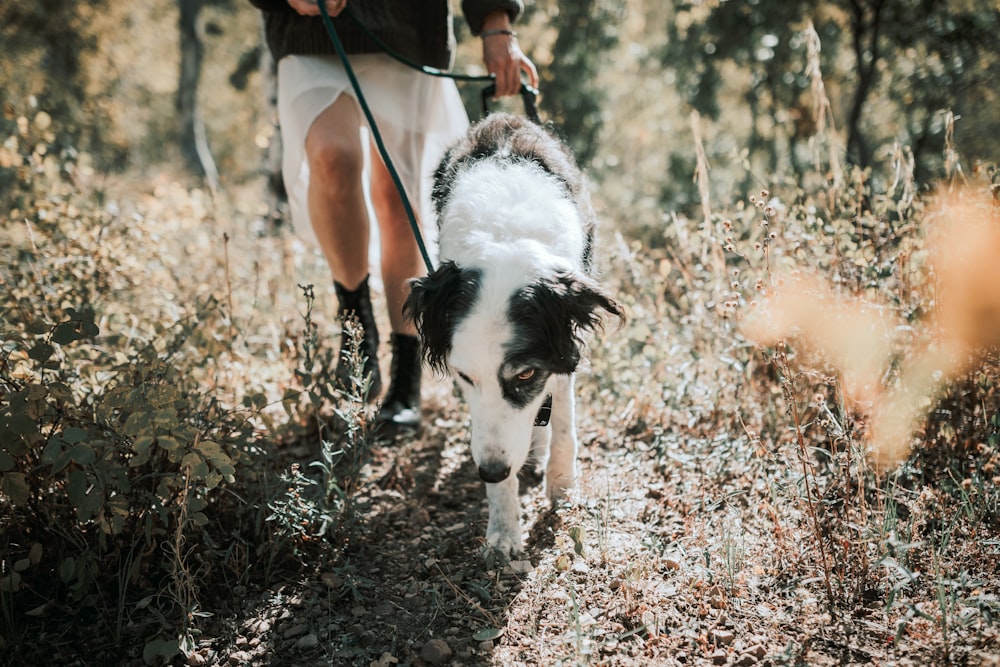 white and black short coated dog on brown dried leaves during daytime