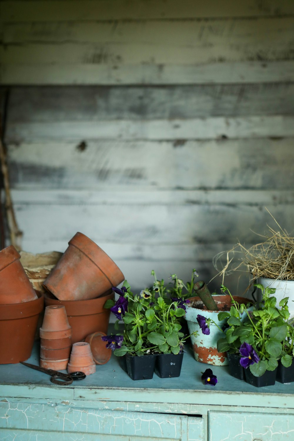 green plant on brown clay pot