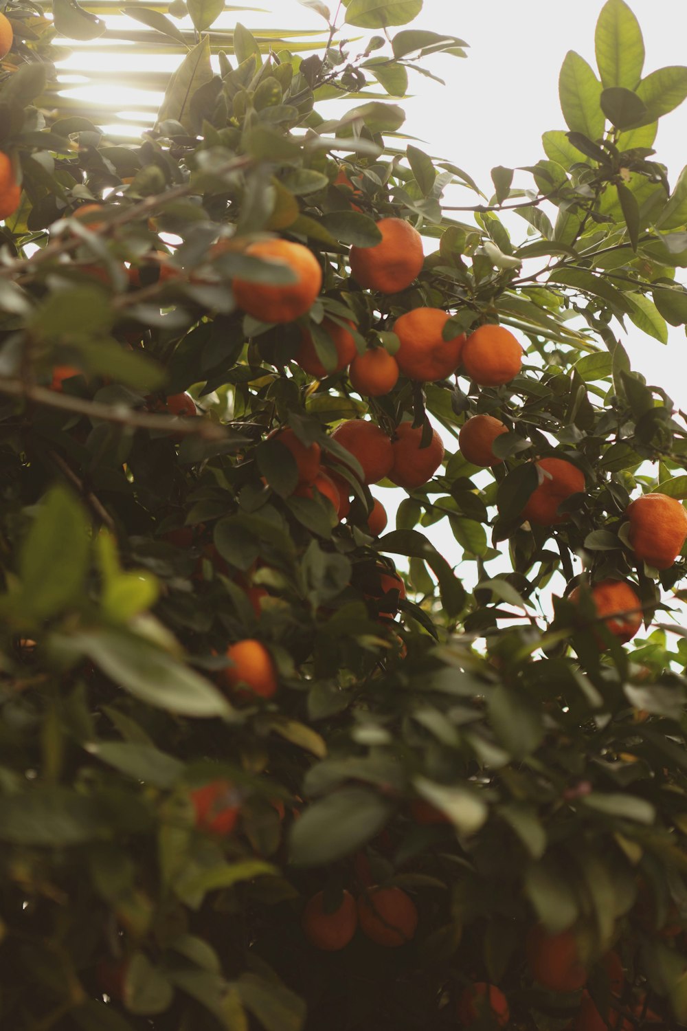 orange fruit on tree during daytime