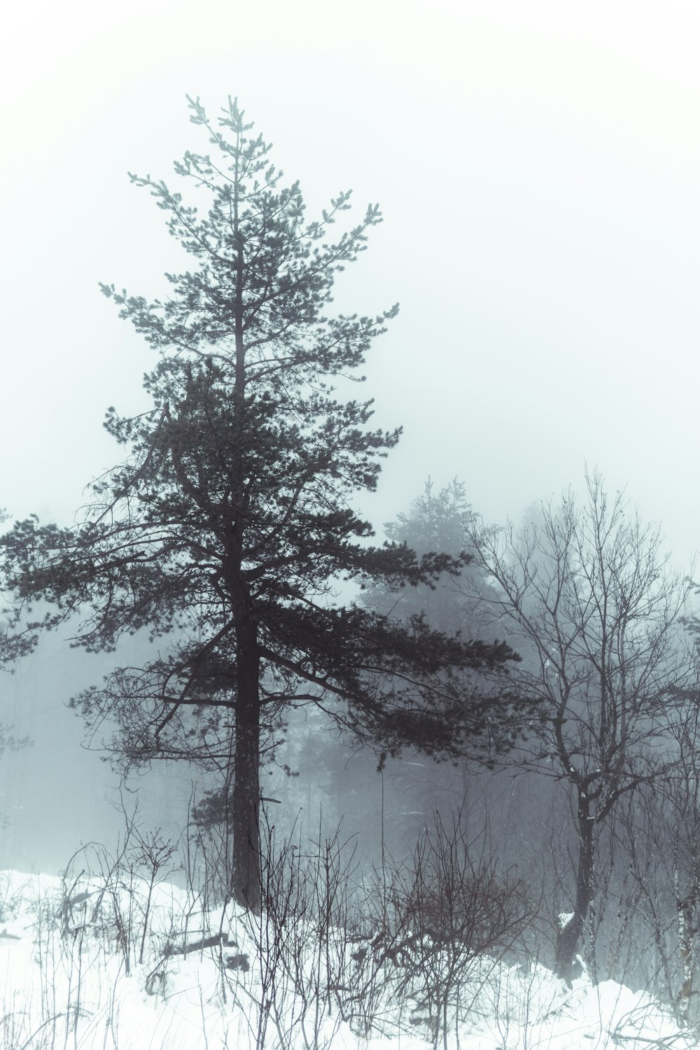 green tree on snow covered ground during daytime