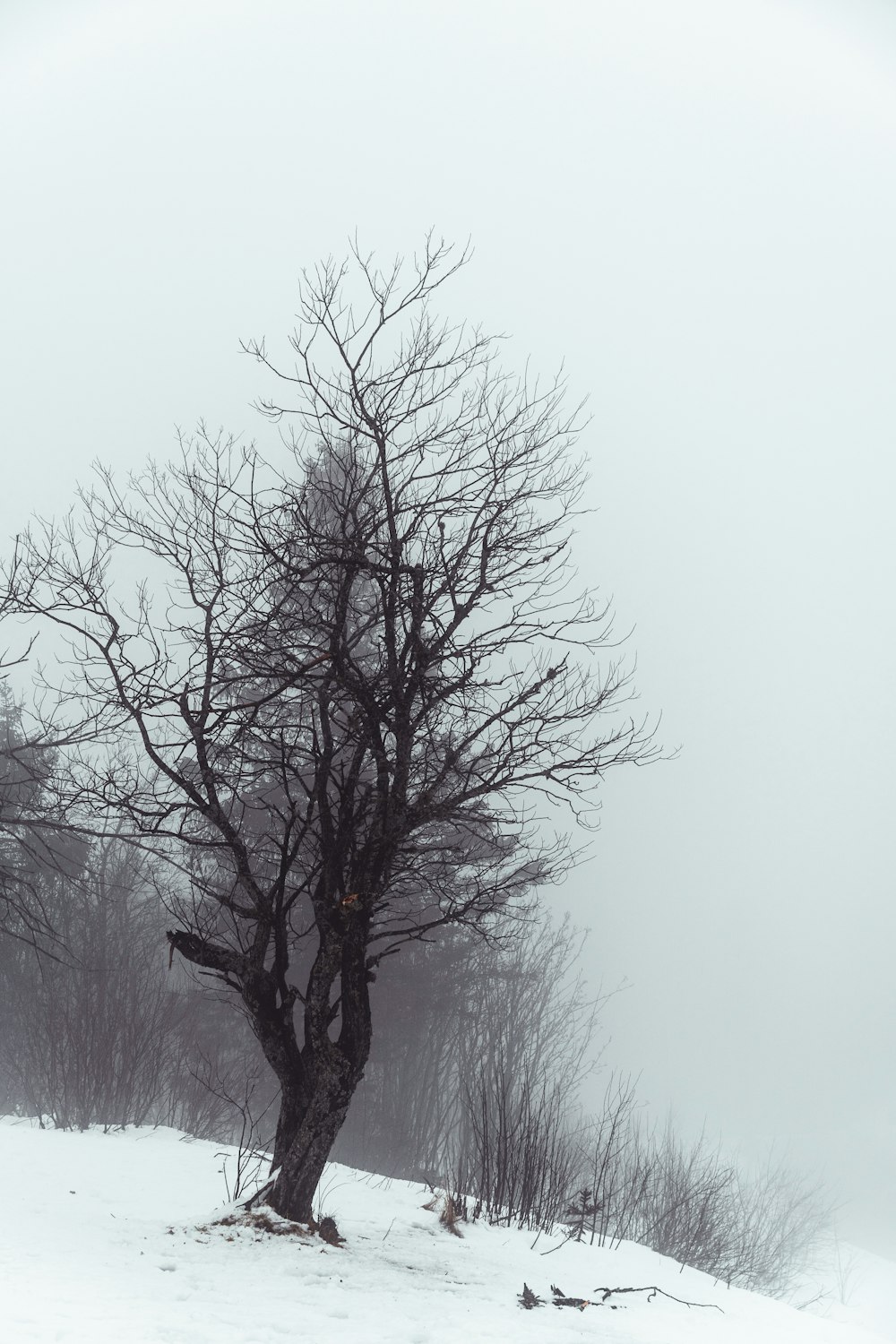 leafless tree under white sky