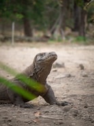 green and brown lizard on brown soil