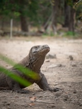 green and brown lizard on brown soil