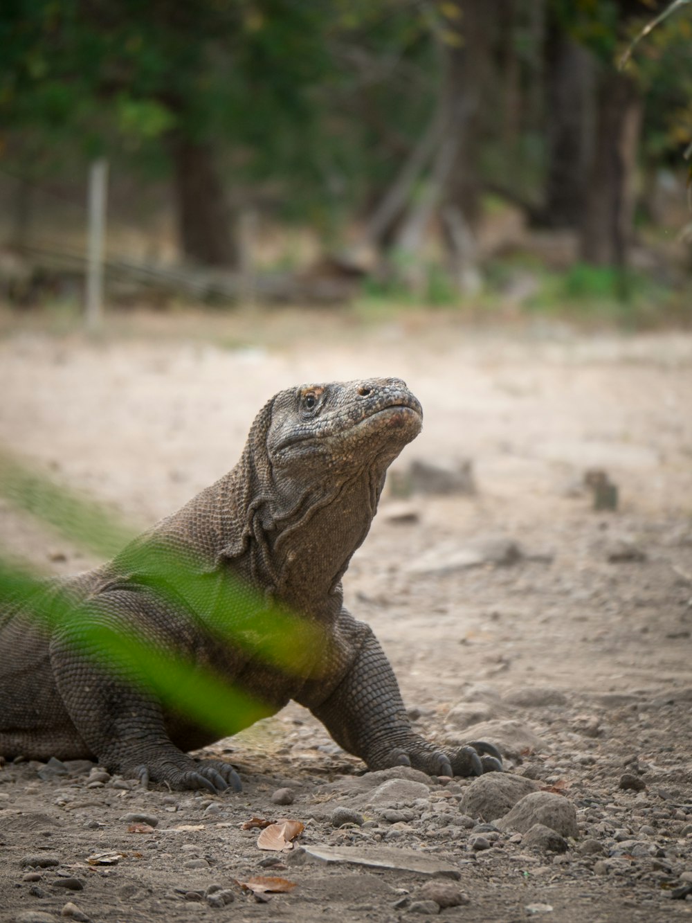 green and brown lizard on brown soil