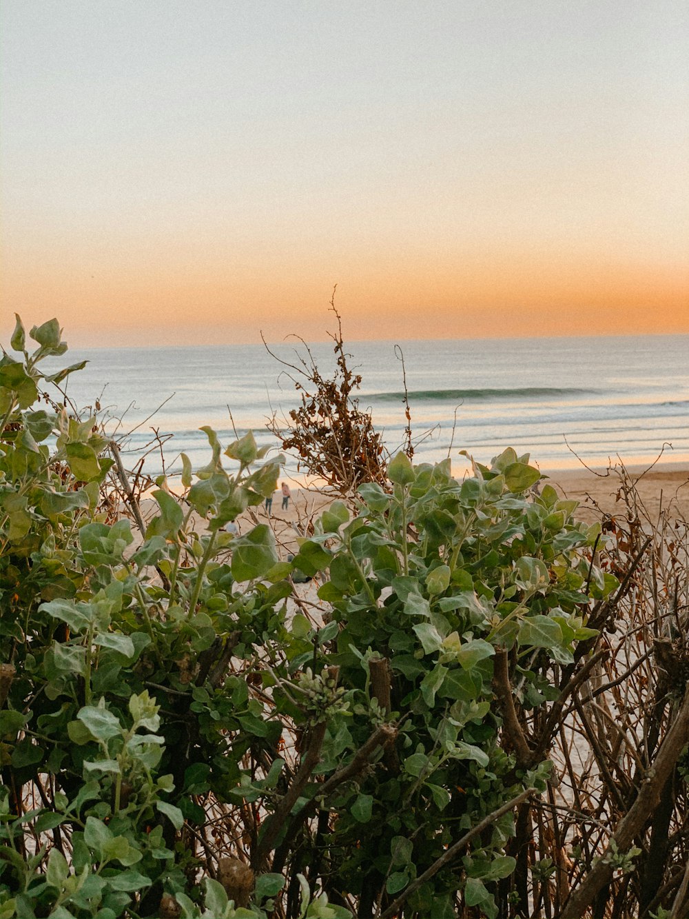 green plant near sea during daytime