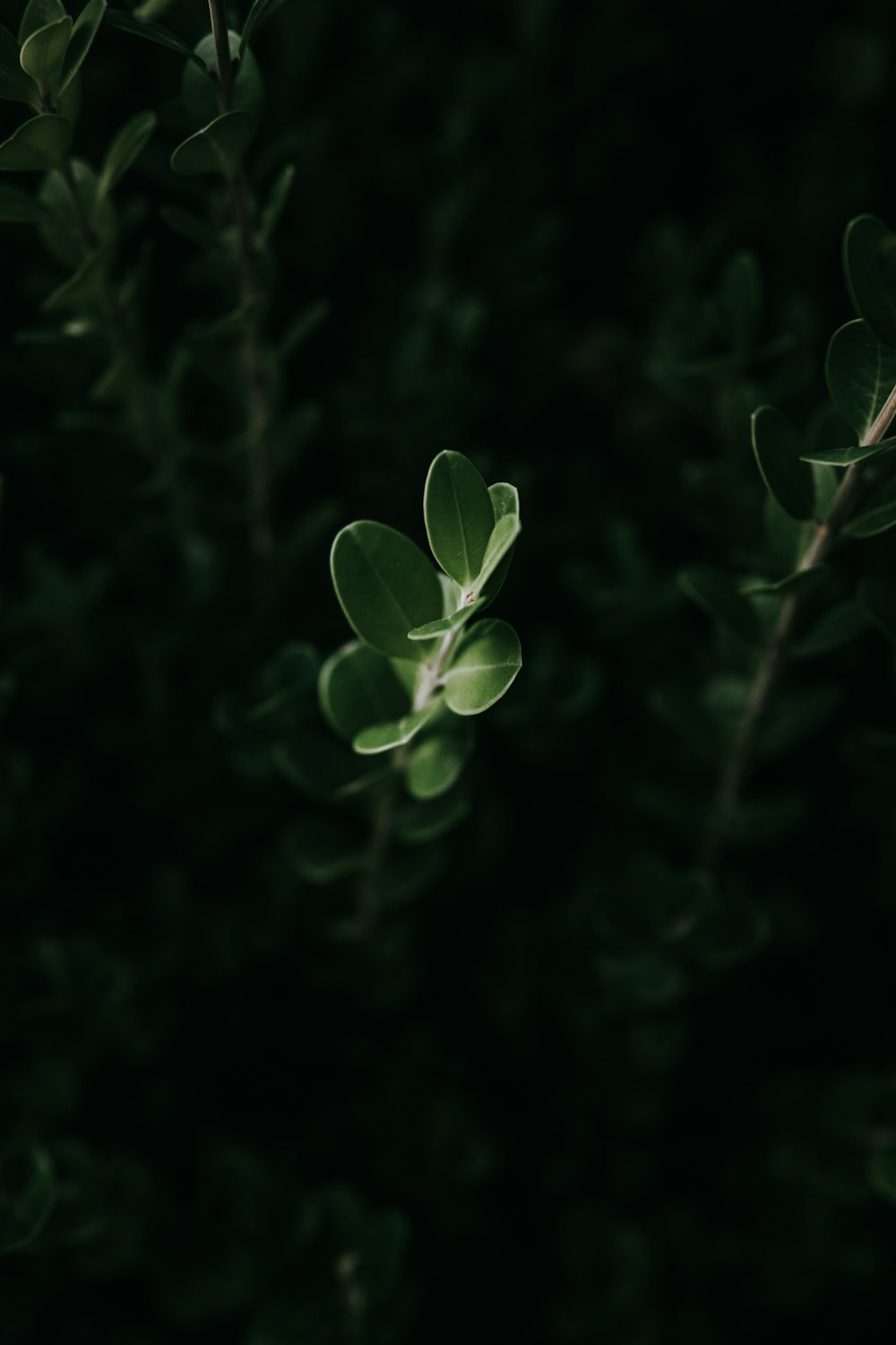 folhas verdes na lente de deslocamento de inclinação