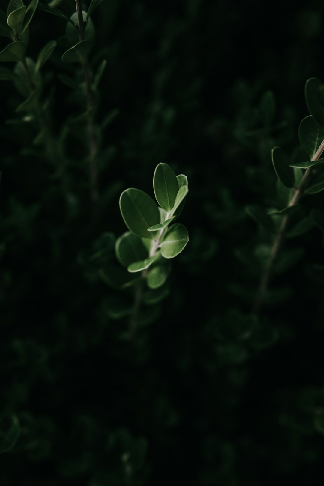 green leaves in tilt shift lens