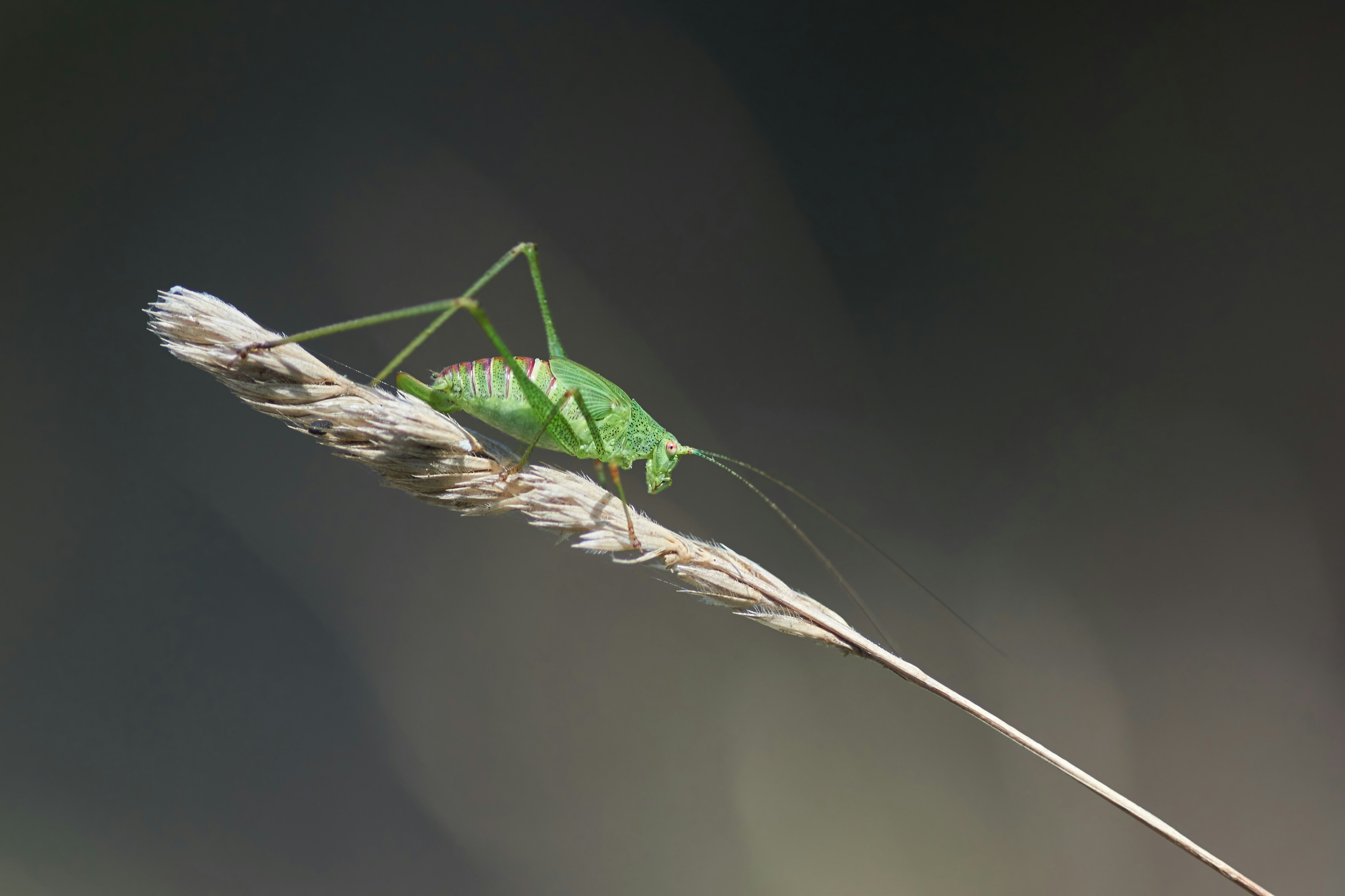 Photo by wolfgang_hasselmann