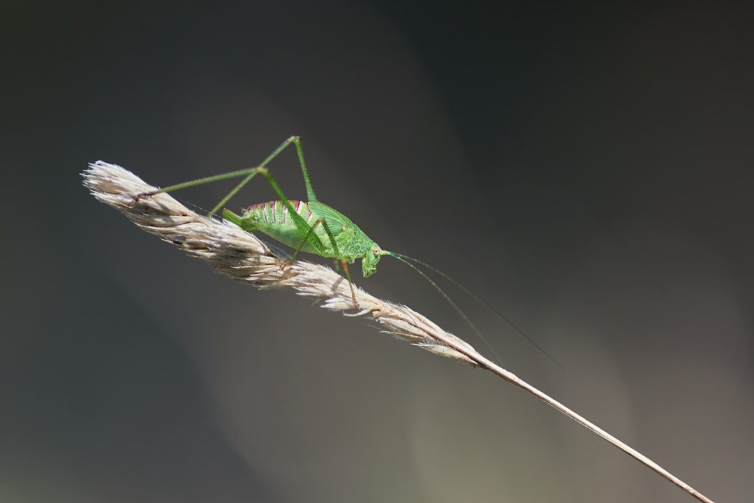 green grasshopper on brown stick in close up photography