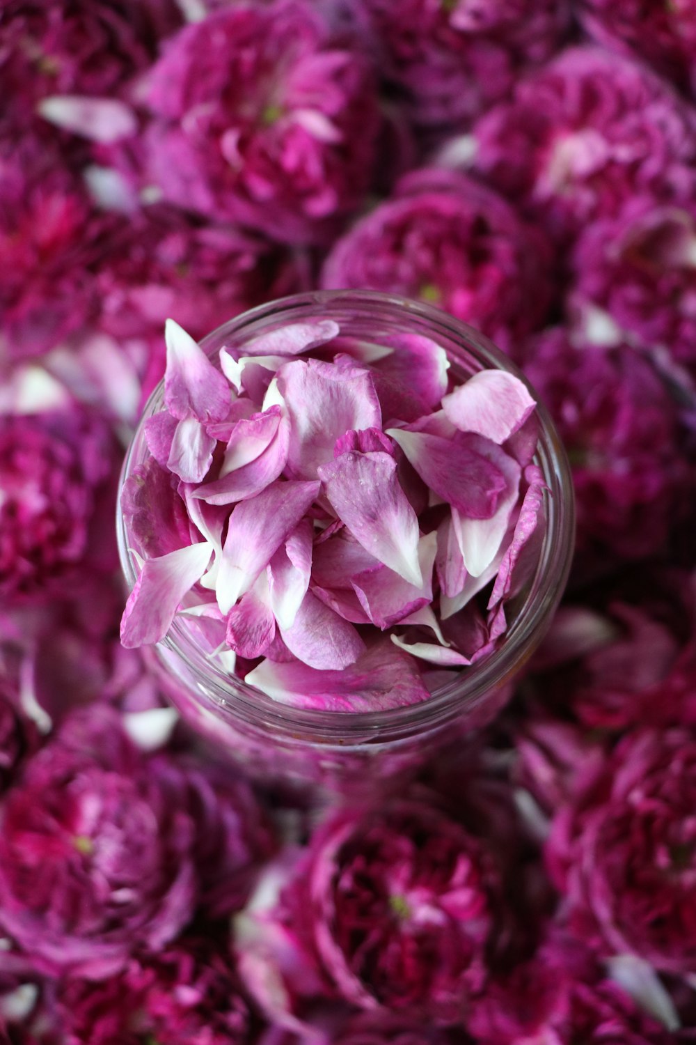 pink flowers in clear glass vase