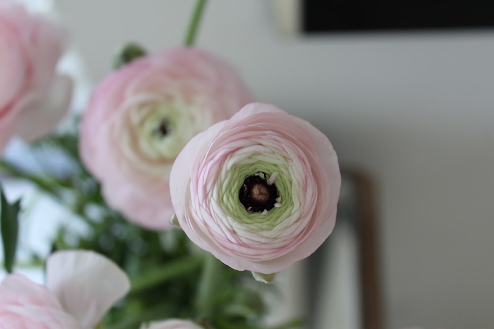 pink rose in bloom during daytime