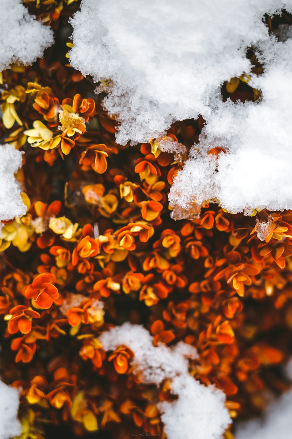orange and white leaves on white snow