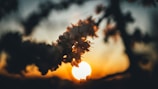 A serene close-up of delicate cherry blossoms against a soft twilight sky