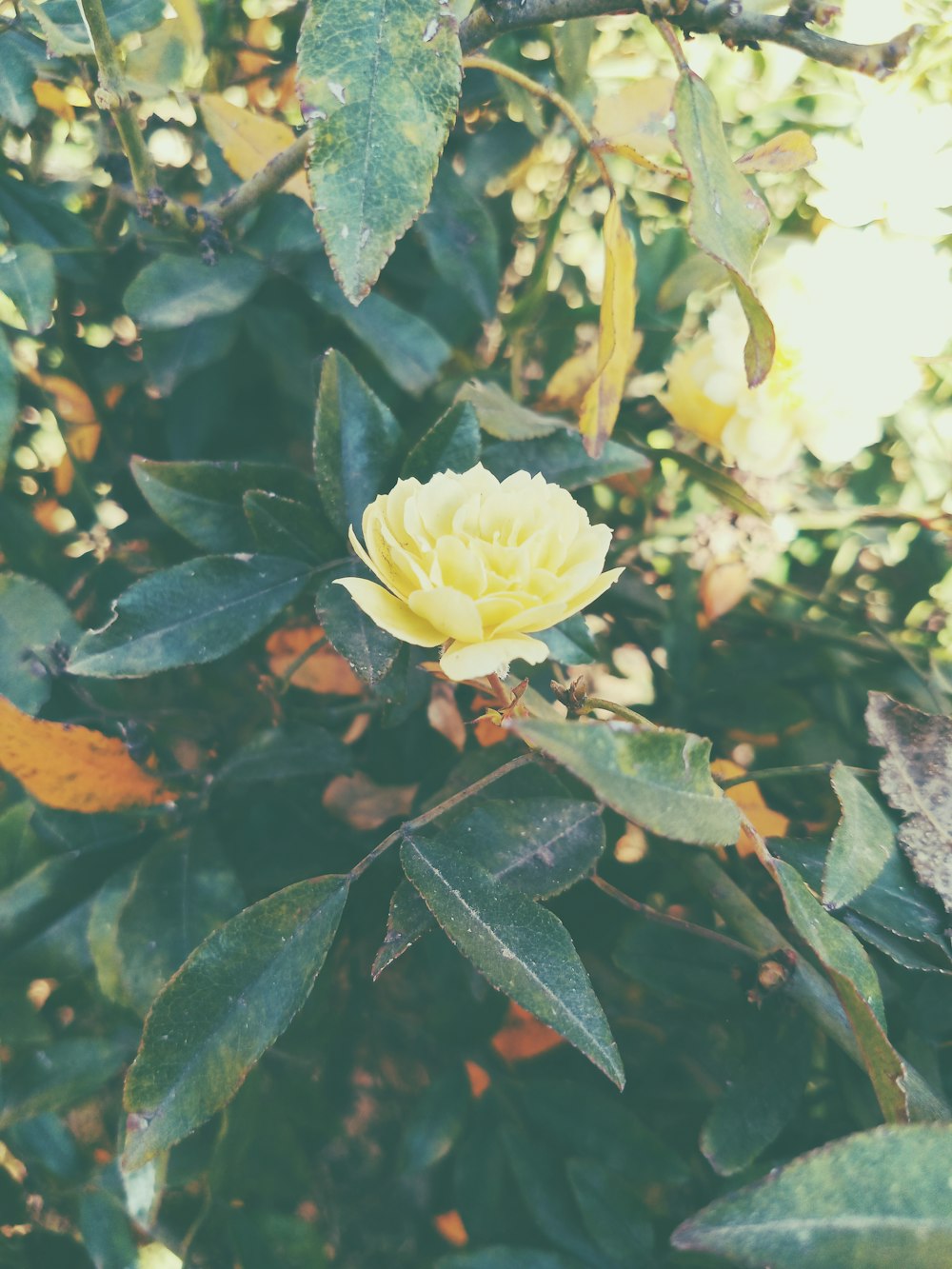 yellow flower with green leaves
