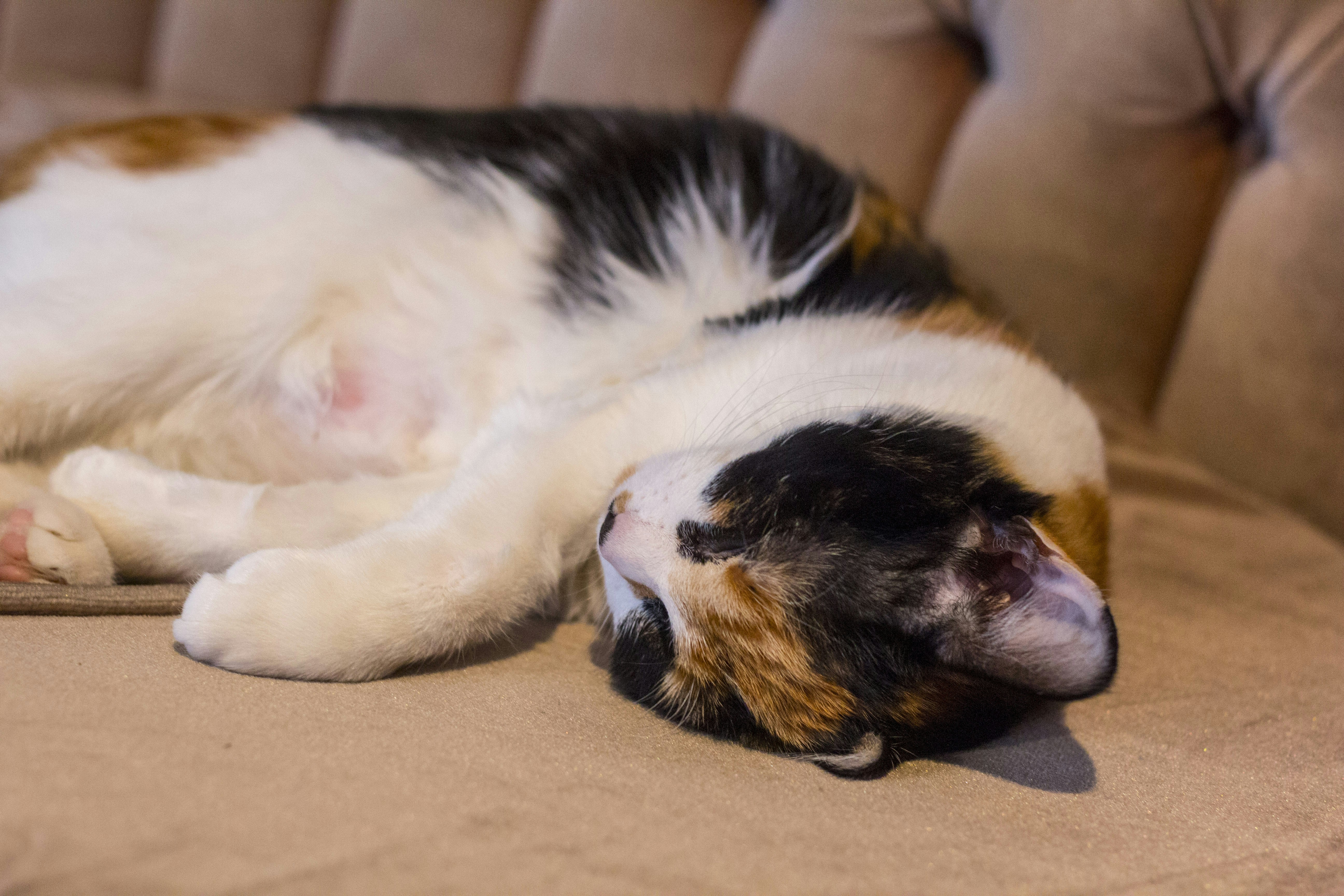 white black and brown cat lying on brown textile