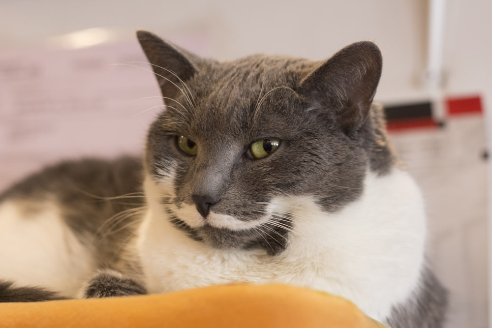 black and white cat on orange textile