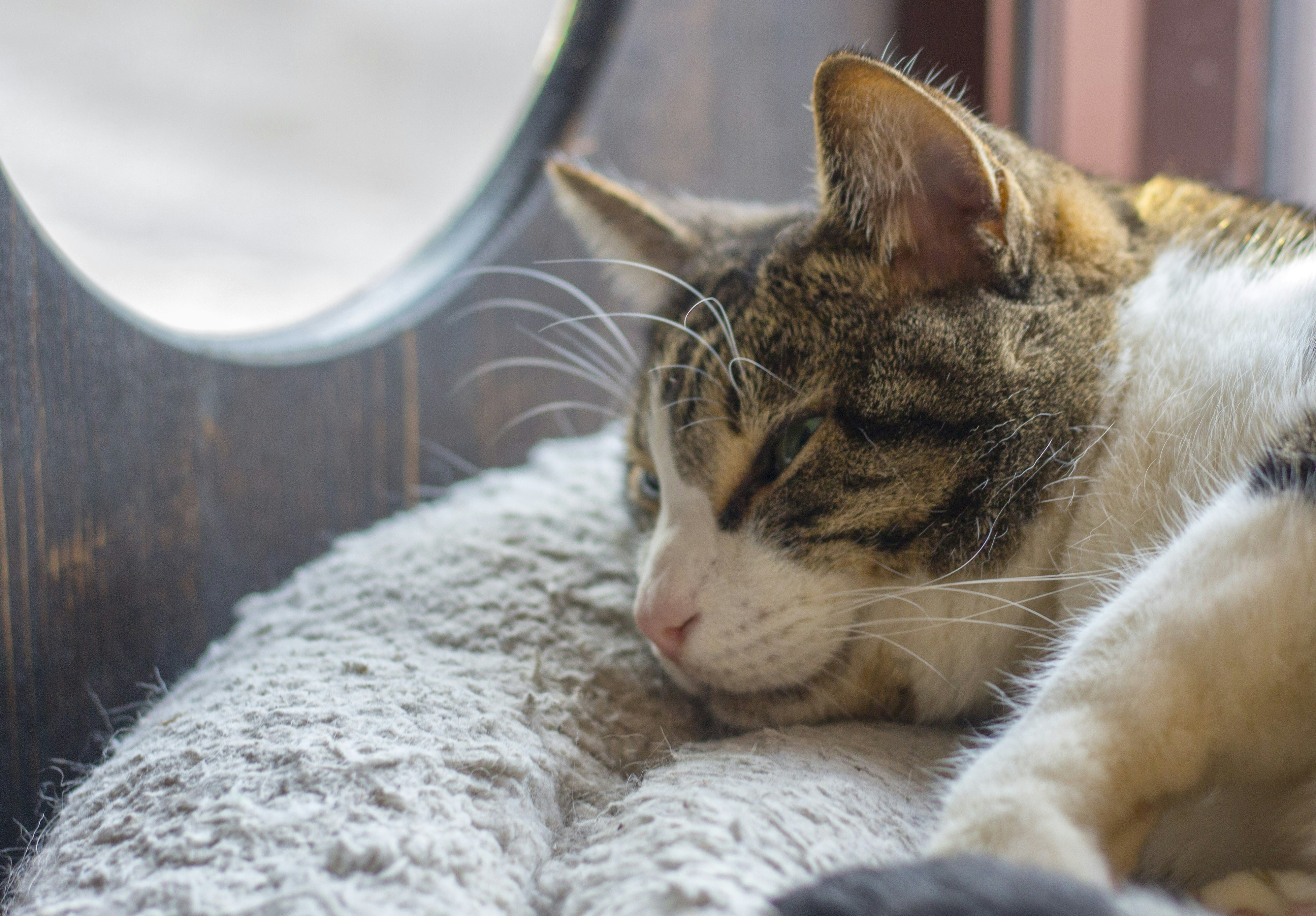 brown tabby cat lying on white textile