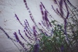 Purple flowers with elongated stems and small blossoms are set against a textured off-white wall. The composition creates a soft, natural atmosphere with the flowers occupying the foreground and slightly blurred in parts, providing depth to the image.