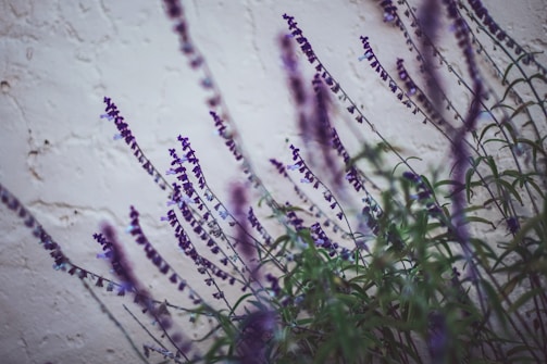 Purple flowers with elongated stems and small blossoms are set against a textured off-white wall. The composition creates a soft, natural atmosphere with the flowers occupying the foreground and slightly blurred in parts, providing depth to the image.