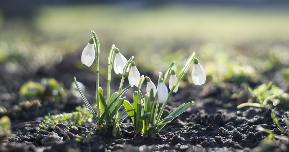 white flowers on black soil