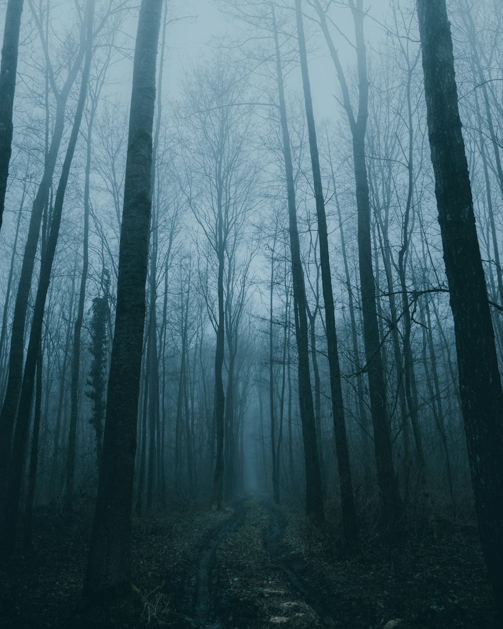 bare trees in forest during daytime