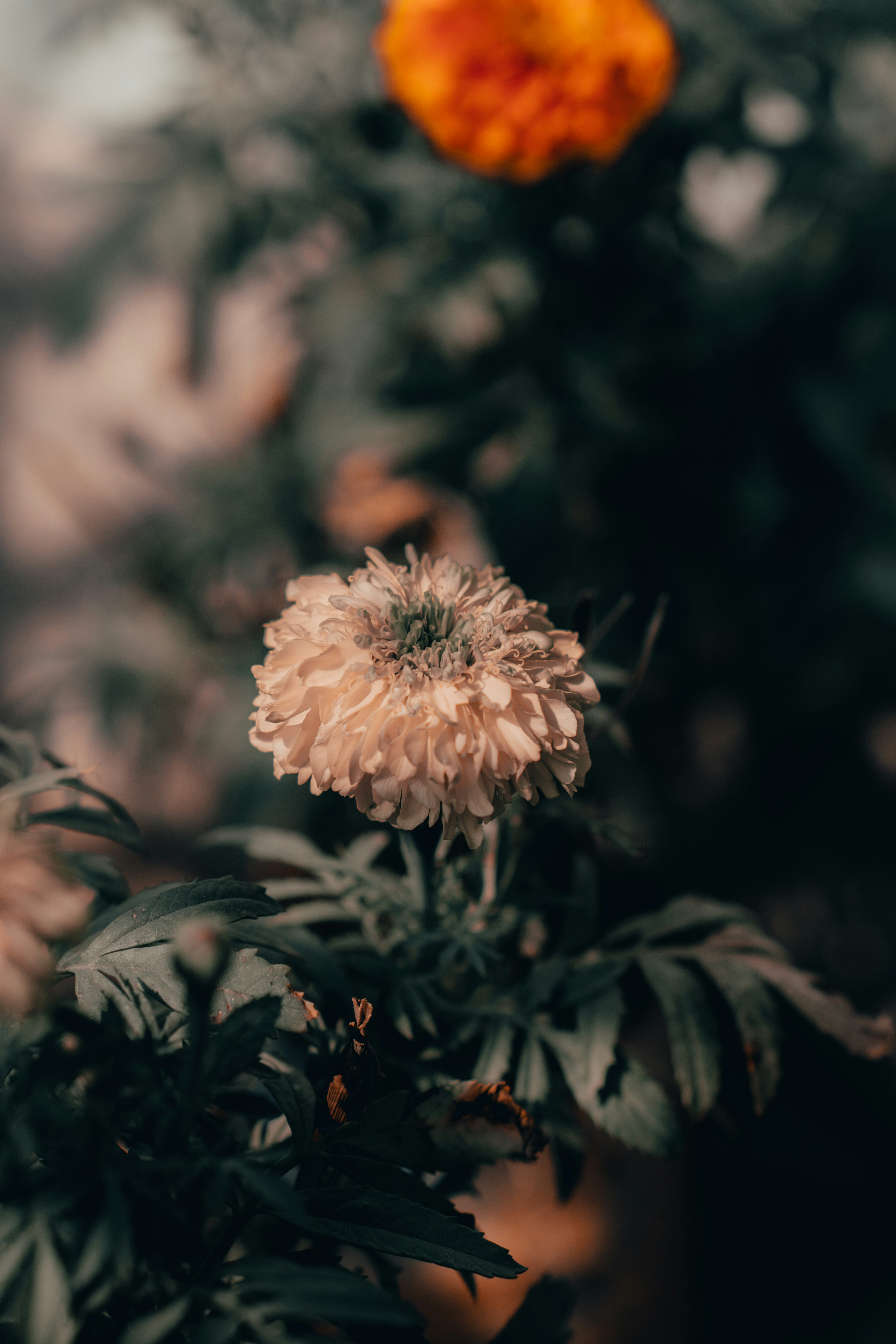 Photo by shuvrosettledown