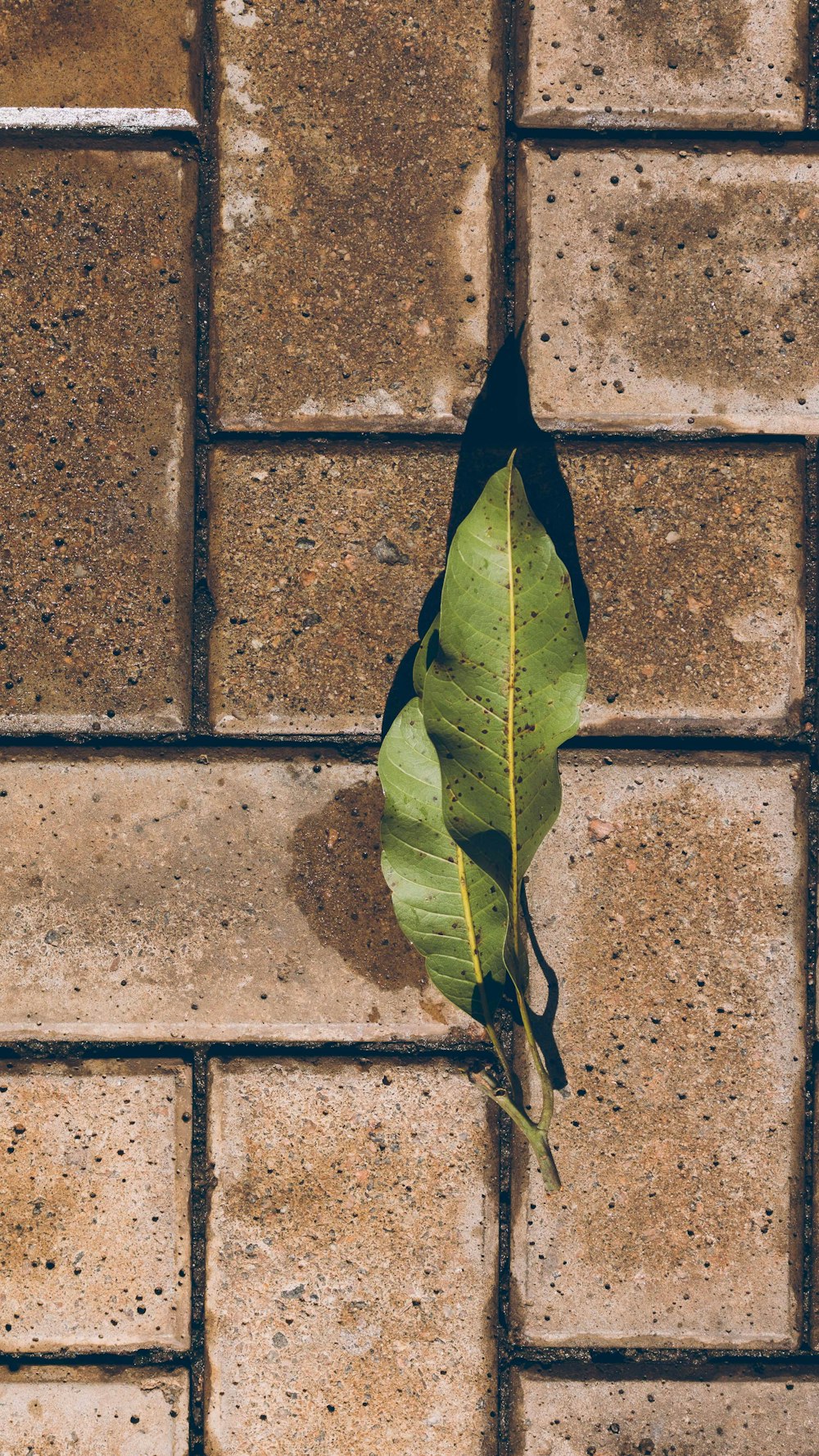 Grünes Blatt auf braunem Betonziegel