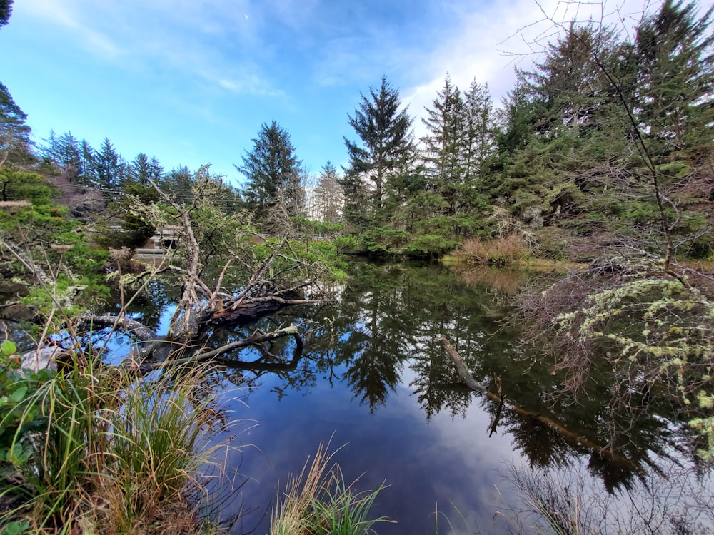 green trees beside river under blue sky during daytime